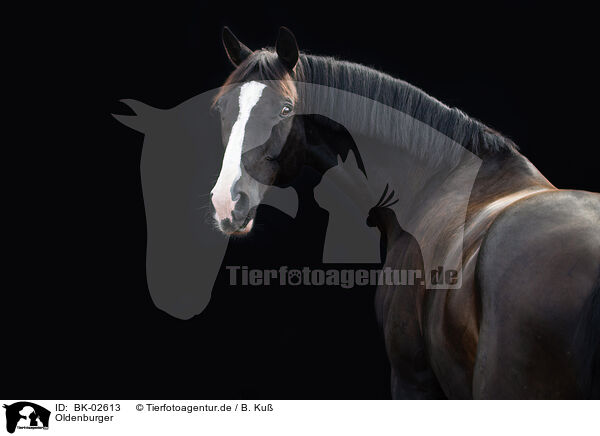 Oldenburger / Oldenburg Horse / BK-02613