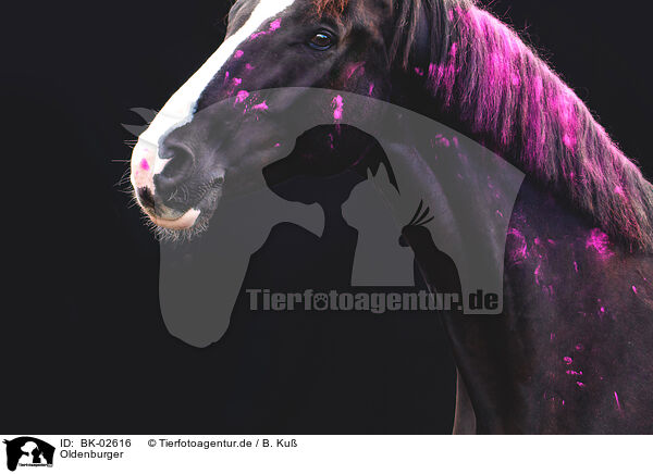 Oldenburger / Oldenburg Horse / BK-02616