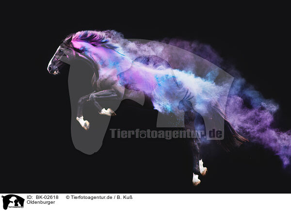 Oldenburger / Oldenburg Horse / BK-02618