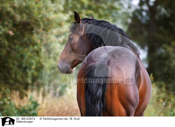 Oldenburger / Oldenburg Horse / BK-02872