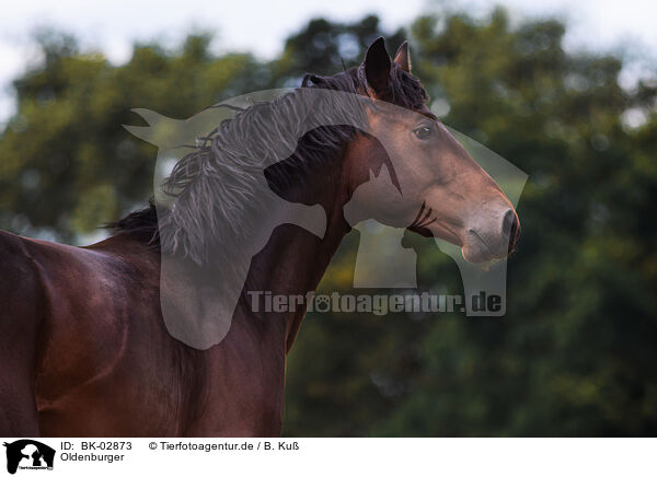Oldenburger / Oldenburg Horse / BK-02873