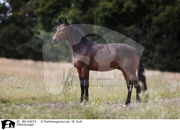 Oldenburger / Oldenburg Horse / BK-02874