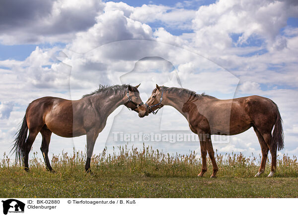 Oldenburger / Oldenburg Horse / BK-02880