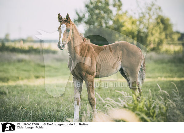 Oldenburger Fohlen / Oldenburg Horse foal / JRO-01706