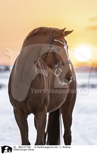 Oldenburger Stute / Oldenburg Horse mare / JRO-01708