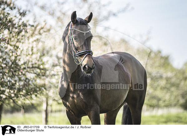 Oldenburger Stute / Oldenburg Horse mare / JRO-01709