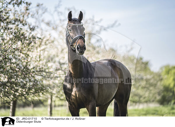 Oldenburger Stute / Oldenburg Horse mare / JRO-01710