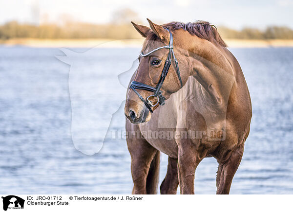 Oldenburger Stute / Oldenburg Horse mare / JRO-01712