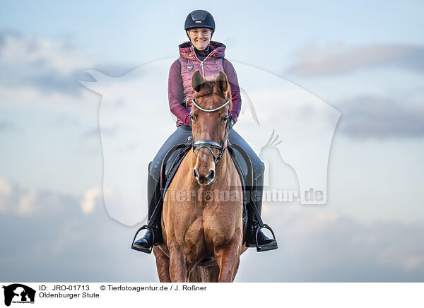 Oldenburger Stute / Oldenburg Horse mare / JRO-01713