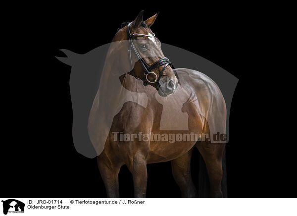 Oldenburger Stute / Oldenburg Horse mare / JRO-01714