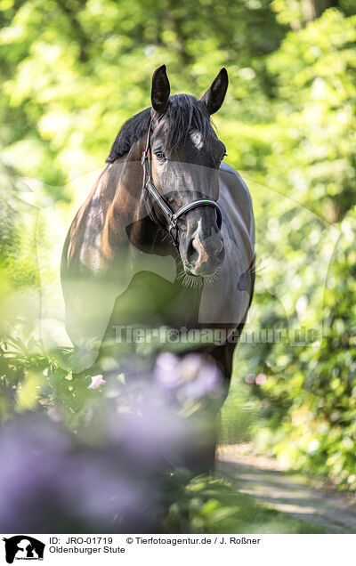 Oldenburger Stute / Oldenburg Horse mare / JRO-01719