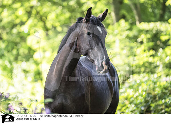 Oldenburger Stute / Oldenburg Horse mare / JRO-01720