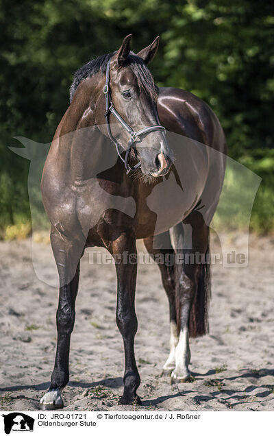 Oldenburger Stute / Oldenburg Horse mare / JRO-01721