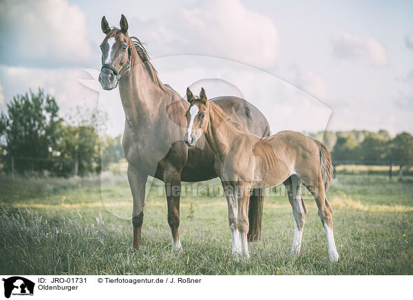 Oldenburger / Oldenburg Horses / JRO-01731