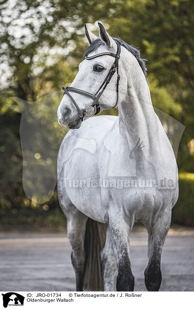 Oldenburger Wallach / Oldenburg Horse gelding / JRO-01734