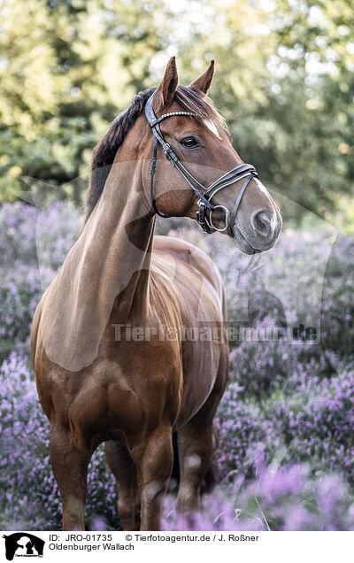 Oldenburger Wallach / Oldenburg Horse gelding / JRO-01735