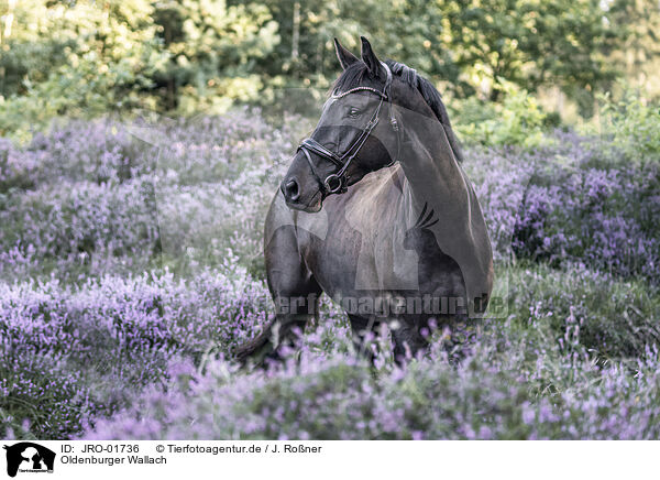 Oldenburger Wallach / Oldenburg Horse gelding / JRO-01736