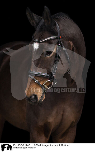 Oldenburger Wallach / Oldenburg Horse gelding / JRO-01740