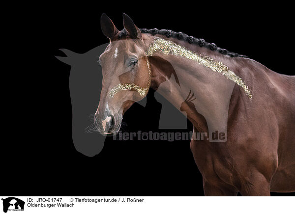 Oldenburger Wallach / Oldenburg Horse gelding / JRO-01747