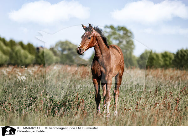 Oldenburger Fohlen / Oldenburg Horse foal / MAB-02647