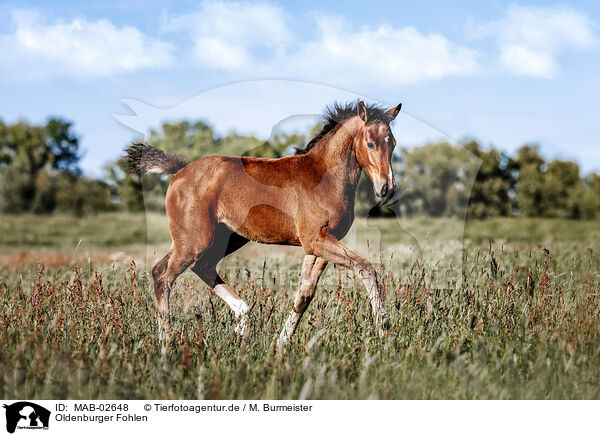 Oldenburger Fohlen / Oldenburg Horse foal / MAB-02648