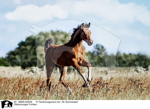 Oldenburger Fohlen / Oldenburg Horse foal / MAB-02649