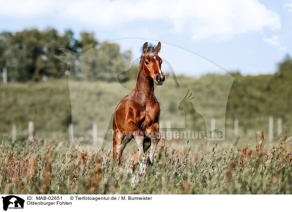 Oldenburger Fohlen / Oldenburg Horse foal / MAB-02651