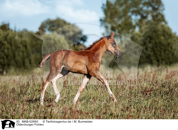 Oldenburger Fohlen / Oldenburg Horse foal / MAB-02660