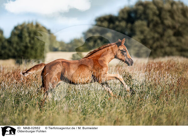 Oldenburger Fohlen / Oldenburg Horse foal / MAB-02662