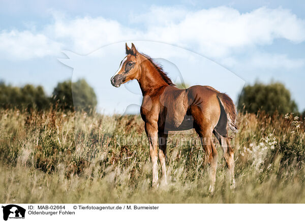 Oldenburger Fohlen / Oldenburg Horse foal / MAB-02664