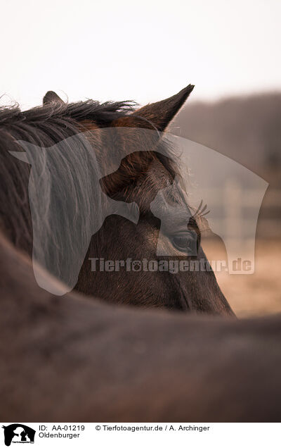 Oldenburger / Oldenburg Horse / AA-01219