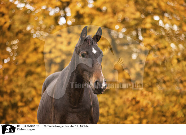 Oldenburger / Oldenburg Horse / JAM-06153