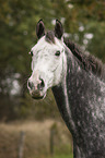 Oldenburger Portrait