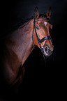 Oldenburger Portrait