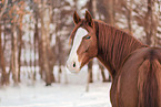 Oldenburger im Winter