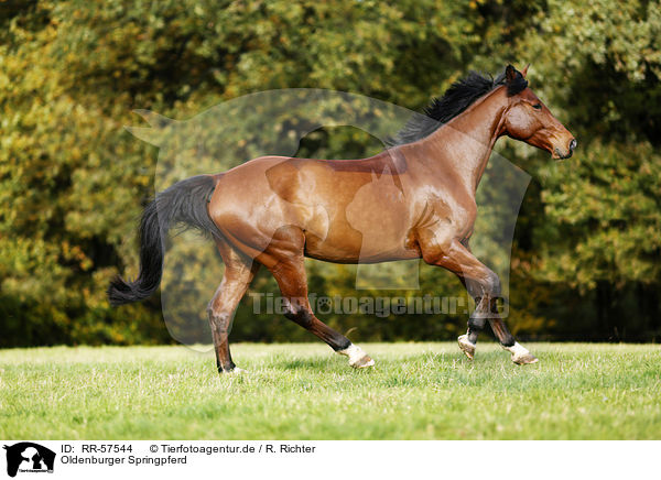 Oldenburger Springpferd / horse / RR-57544