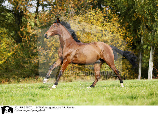 Oldenburger Springpferd / horse / RR-57557