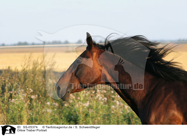 Orlow Traber Portrait / Orlow trotter Portrait / SS-05374