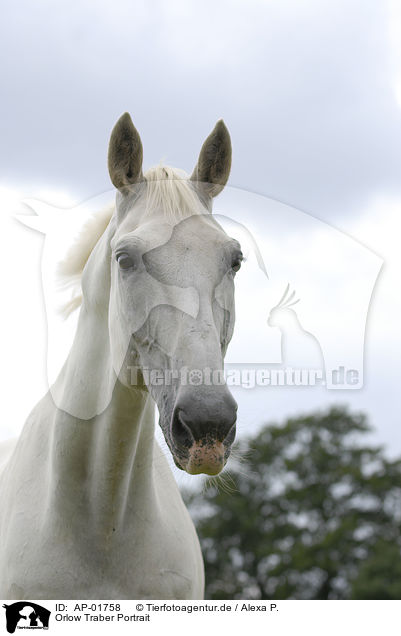 Orlow Traber Portrait / white horse portrait / AP-01758