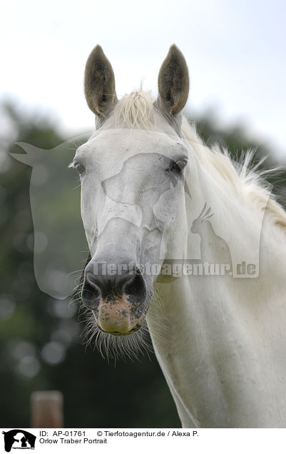 Orlow Traber Portrait / white horse portrait / AP-01761
