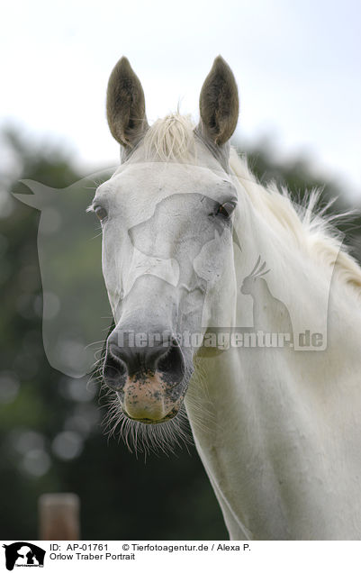 Orlow Traber Portrait / AP-01761