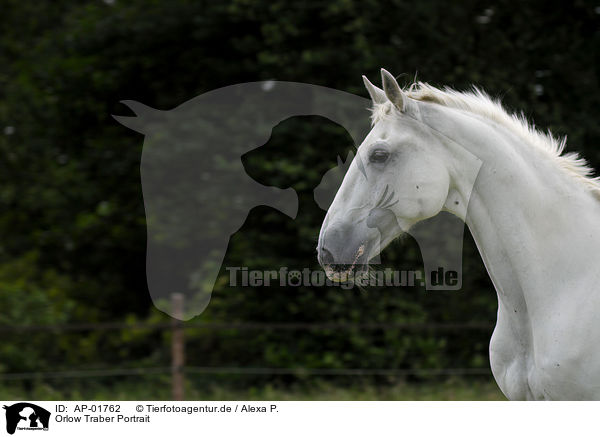Orlow Traber Portrait / white horse portrait / AP-01762