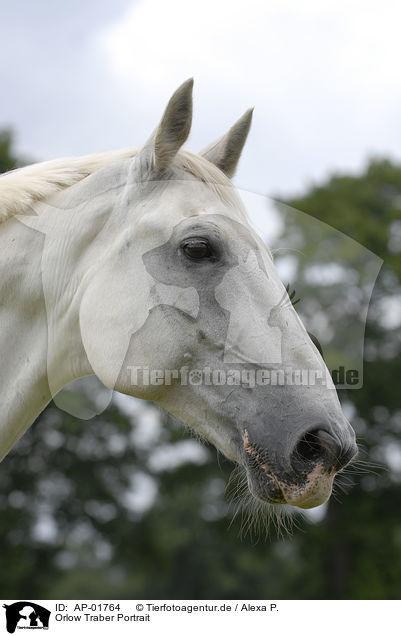 Orlow Traber Portrait / white horse portrait / AP-01764