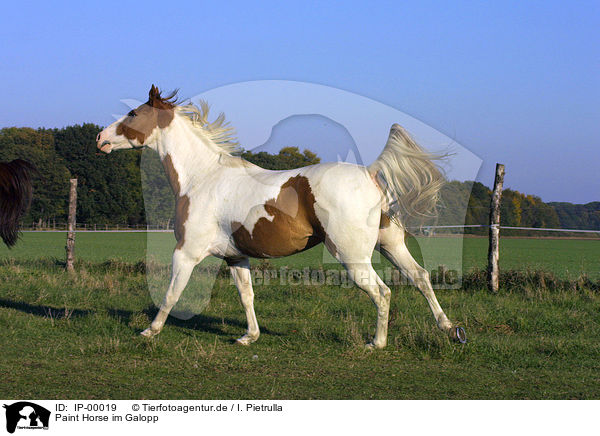 Paint Horse im Galopp / IP-00019