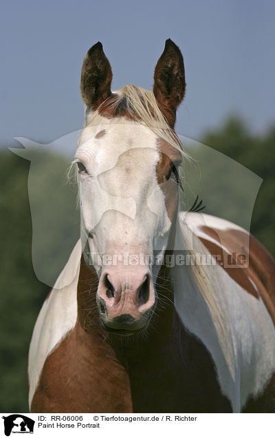 Paint Horse Portrait / Paint Horse Portrait / RR-06006