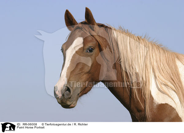 Paint Horse Portrait / RR-06008