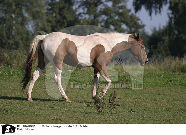 Paint Horse / RR-06013