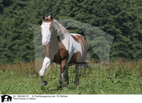 Paint Horse in Aktion / running horse / RR-06015