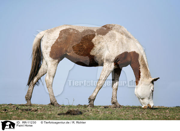 Paint Horse / RR-11230