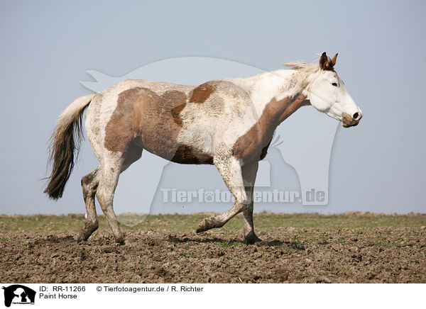 Paint Horse / RR-11266